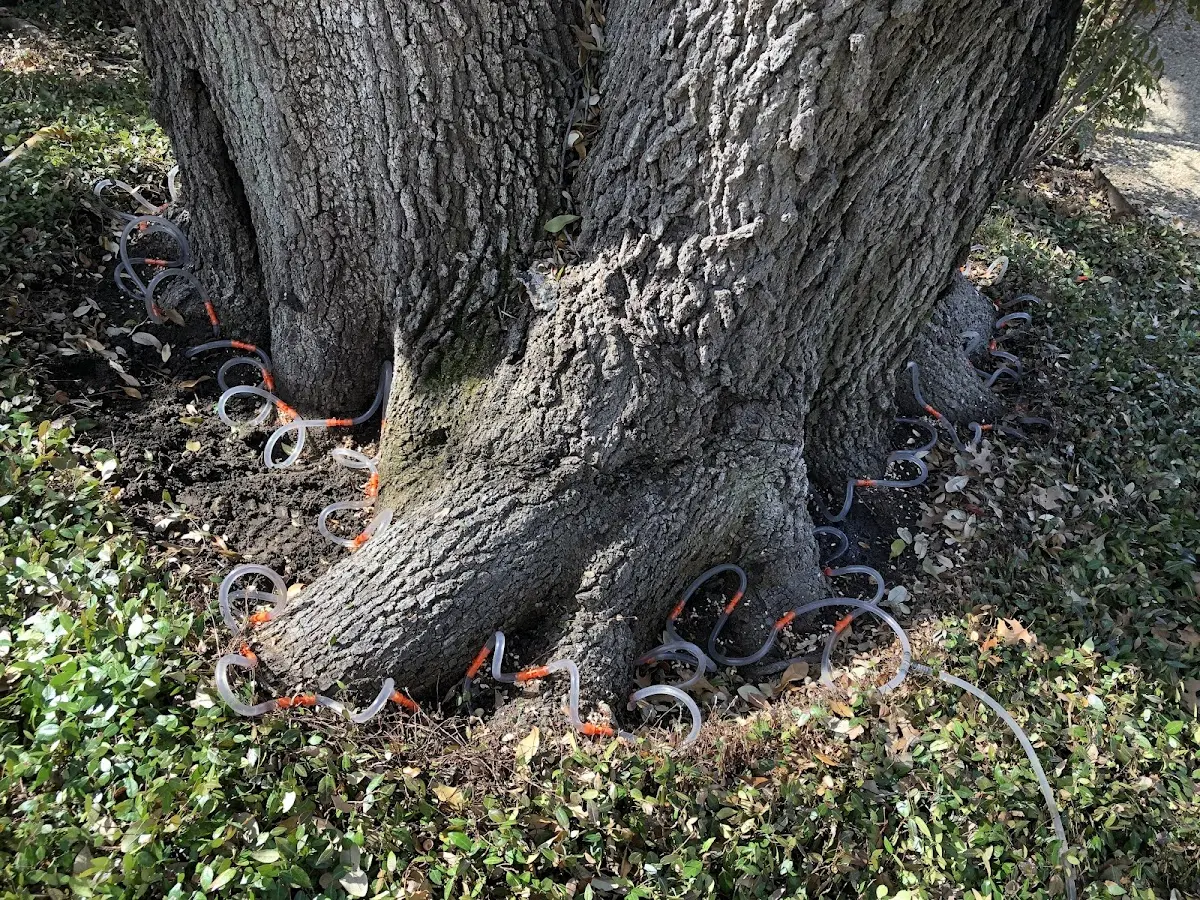 Detailed Tree Cabling and Bracing job site in Mannsville