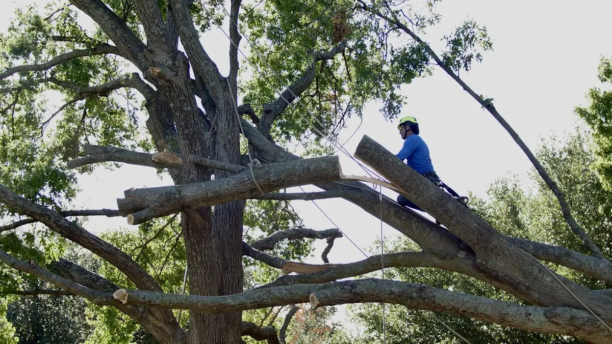 Professional Hazardous Tree Removal performed by certified arborists in Mannsville