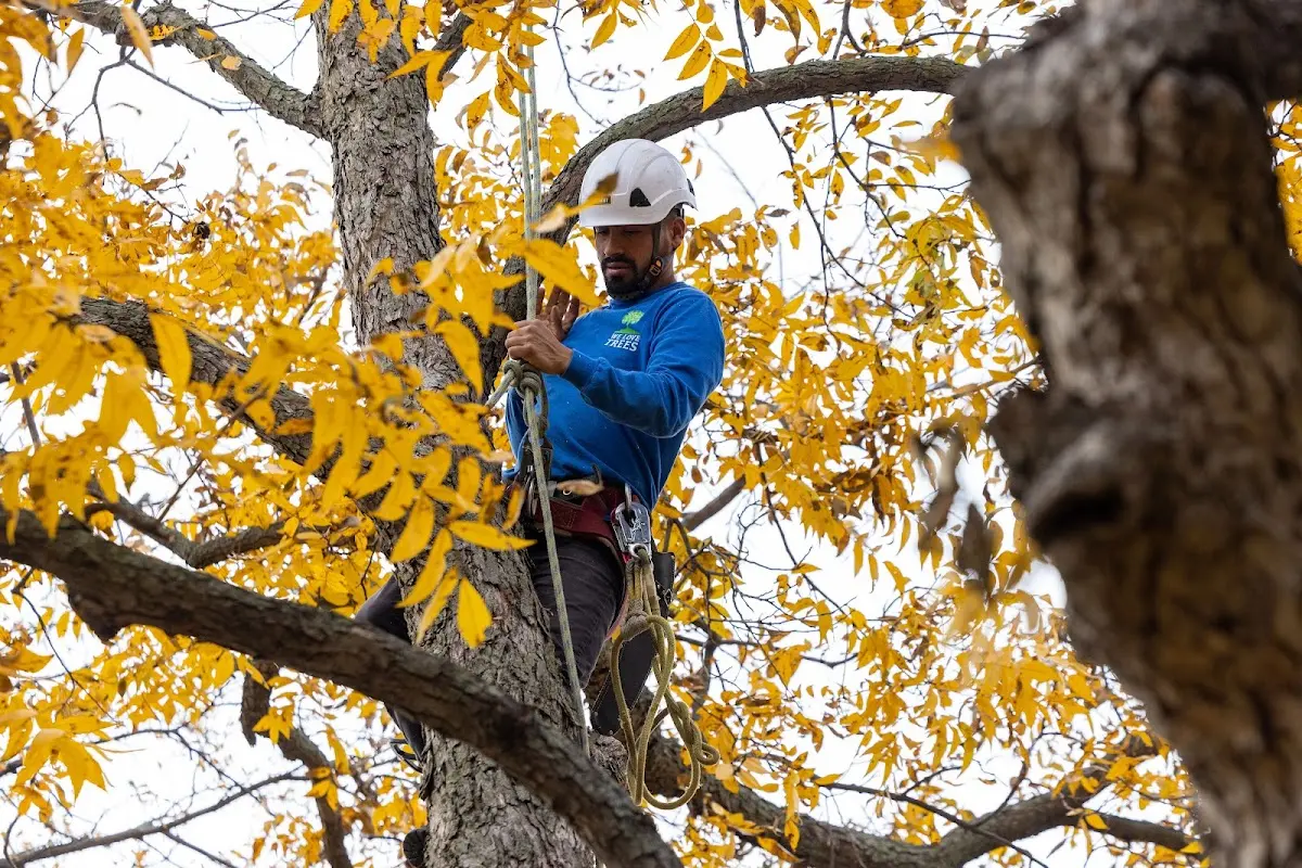 Skilled Tree Planing crew working in Mannsville